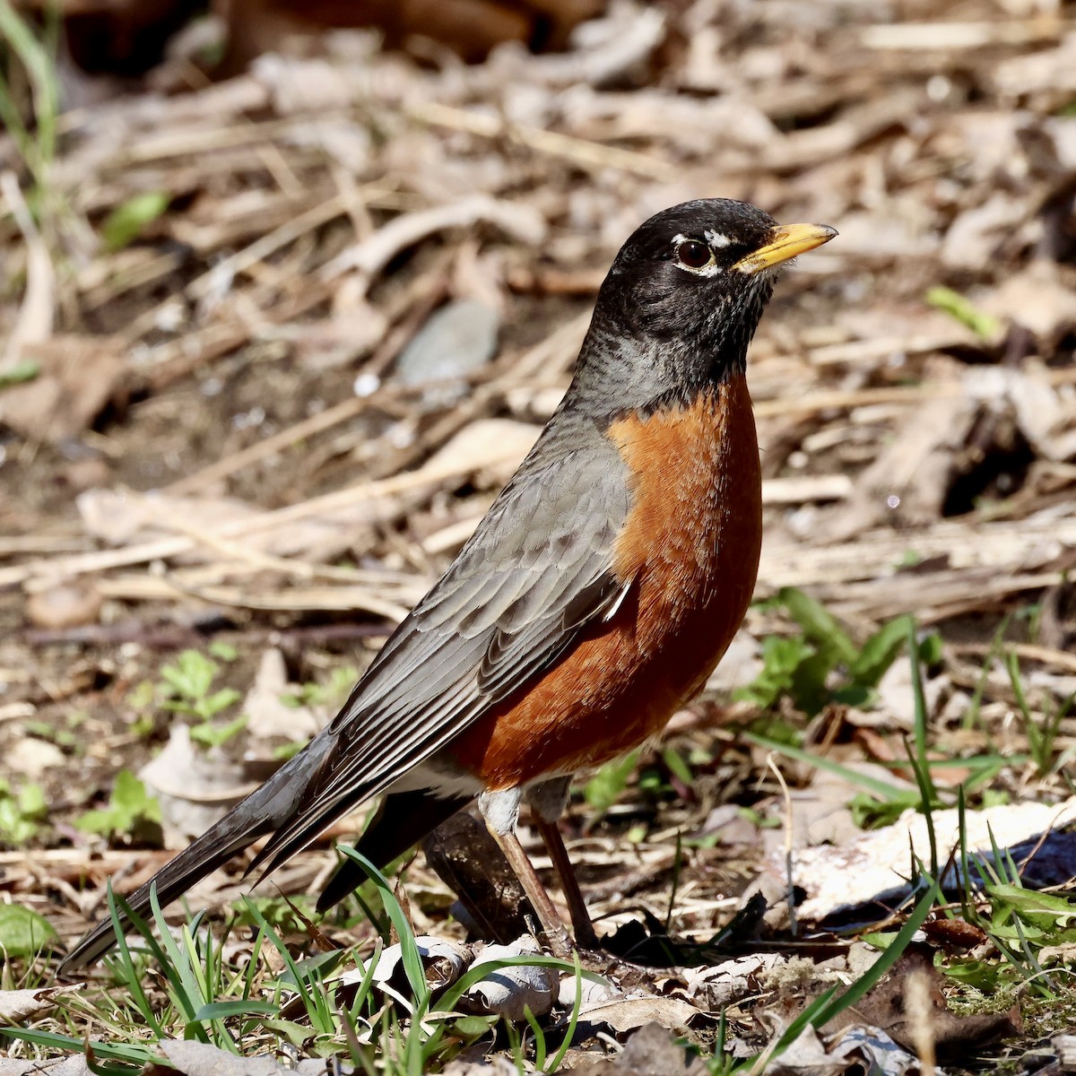 American Robin - ML617484075