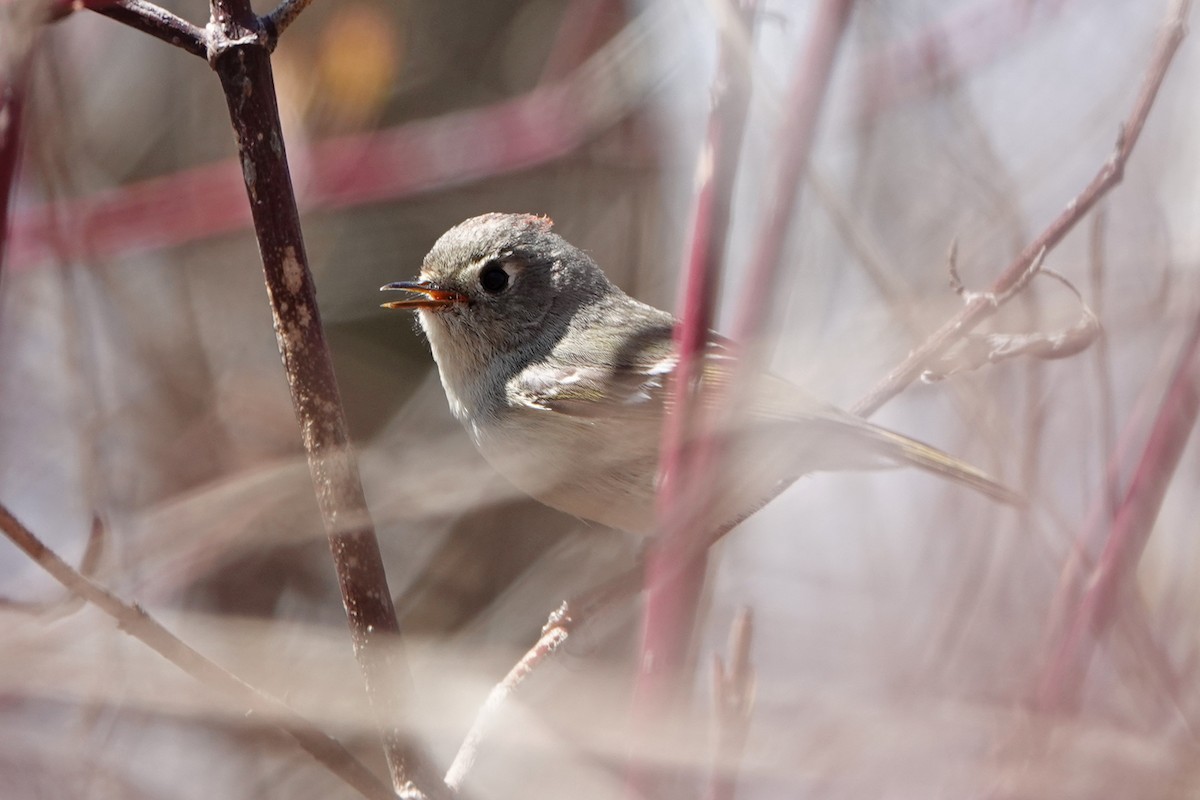 Ruby-crowned Kinglet - mc coburn