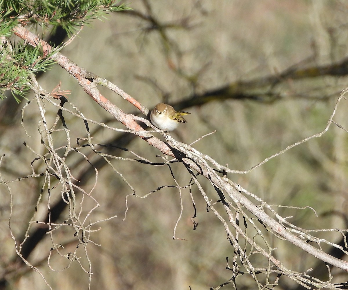 Western Bonelli's Warbler - ML617484103