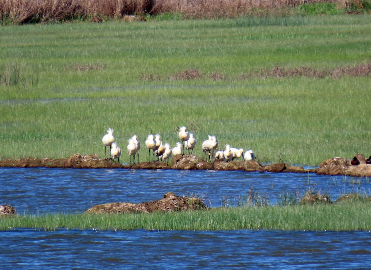 Eurasian Spoonbill - Francisco Javier Calvo lesmes