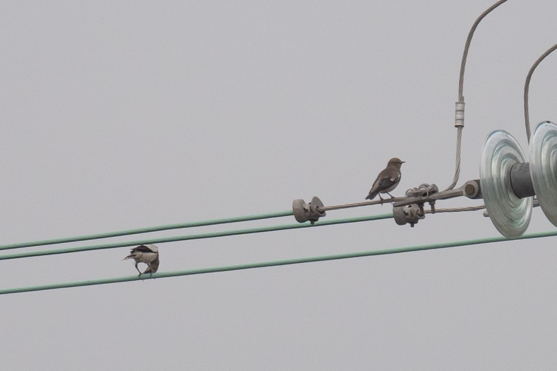 White-shouldered Starling - ML617484112