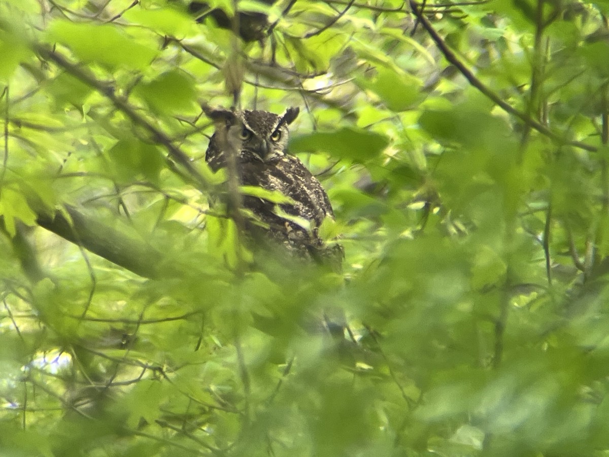 Great Horned Owl - ML617484115