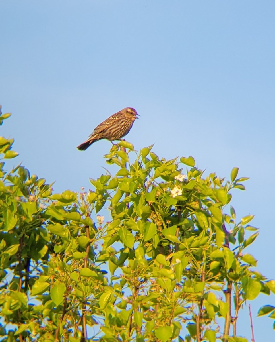 Red-winged Blackbird - ML617484123