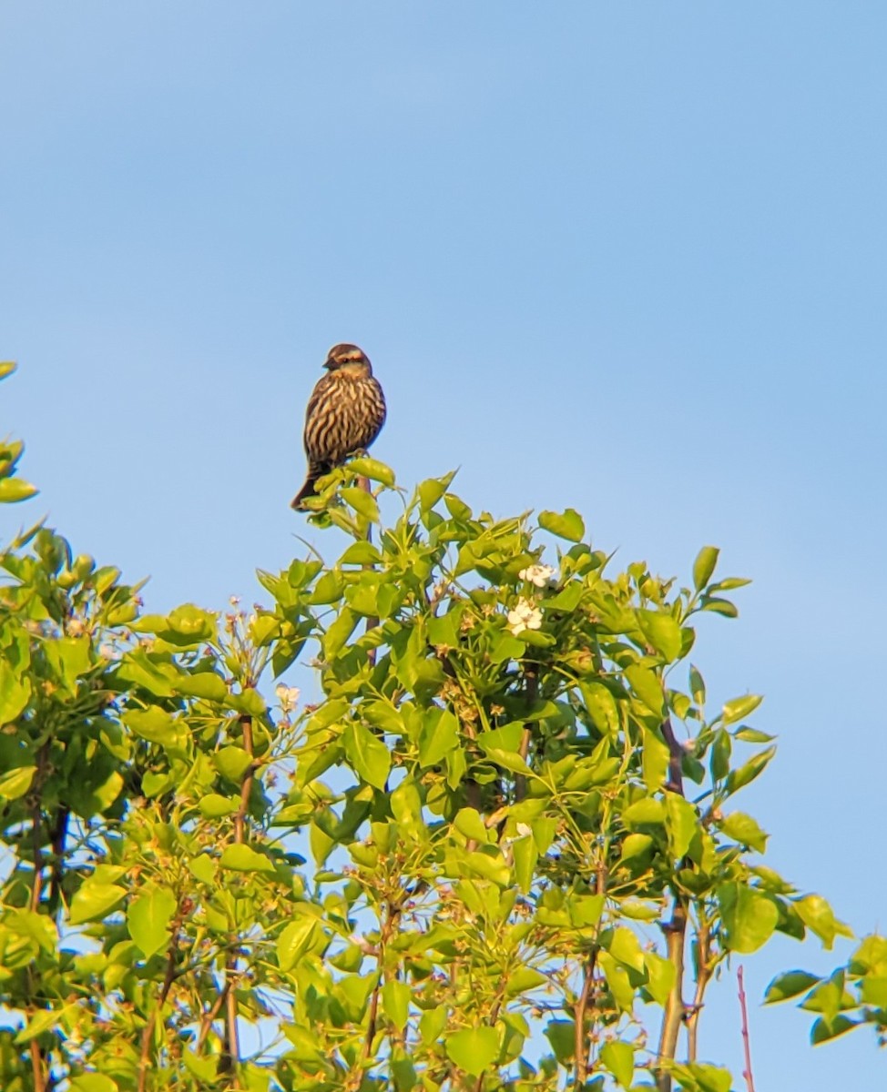 Red-winged Blackbird - ML617484124