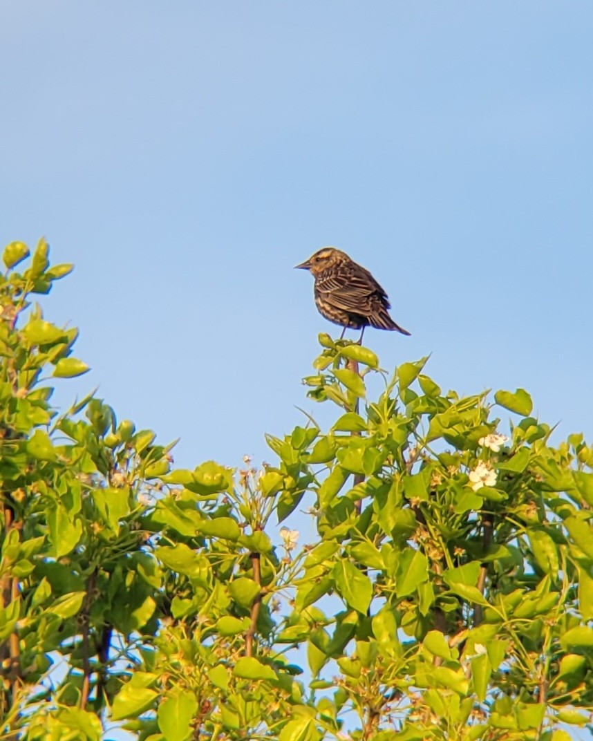 Red-winged Blackbird - ML617484125