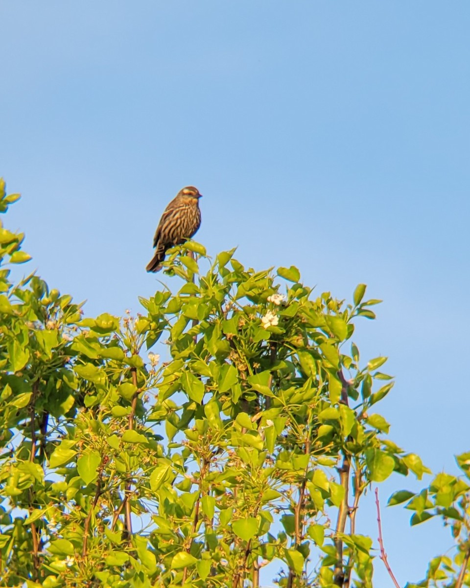 Red-winged Blackbird - ML617484126