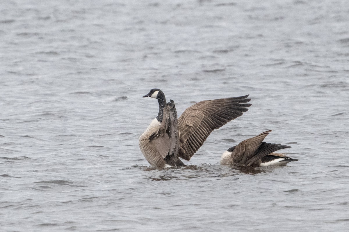 Canada Goose - Serg Tremblay