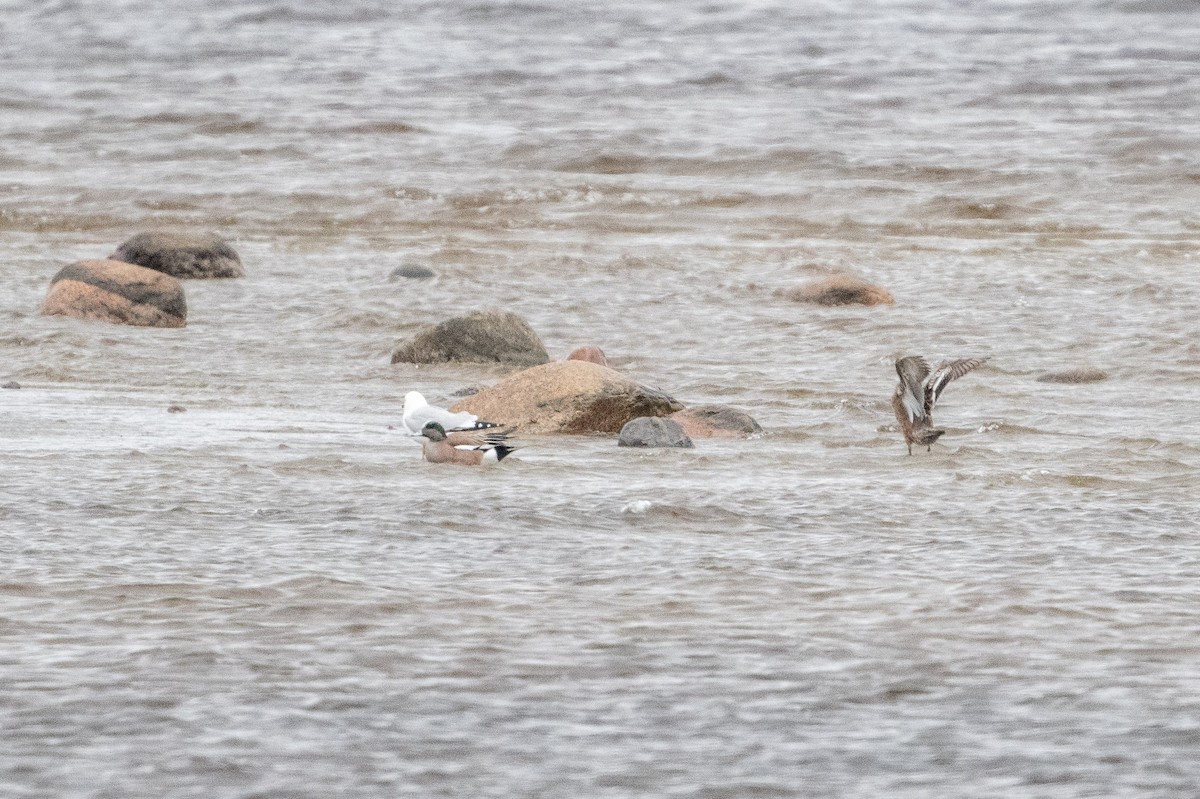 American Wigeon - Serg Tremblay