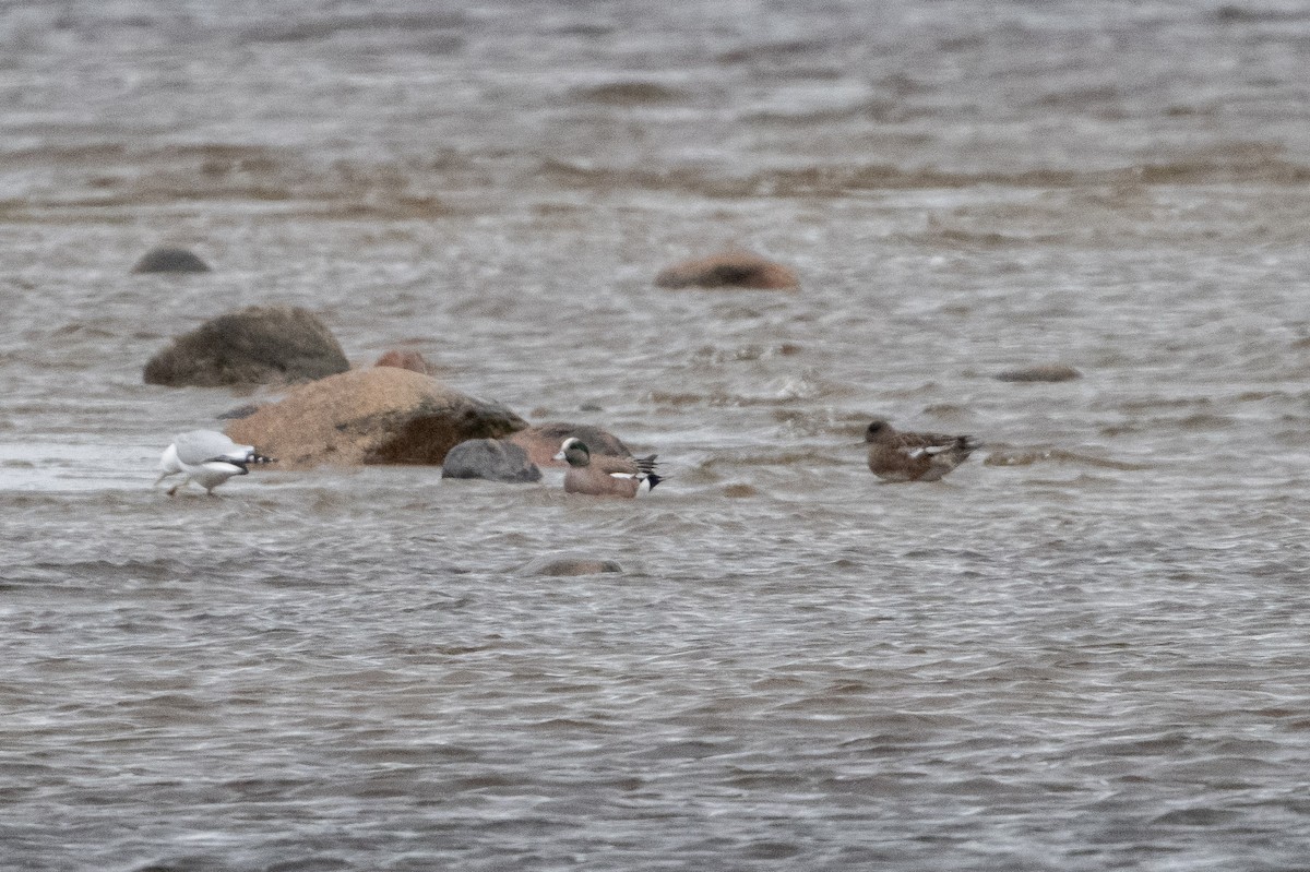 American Wigeon - ML617484150