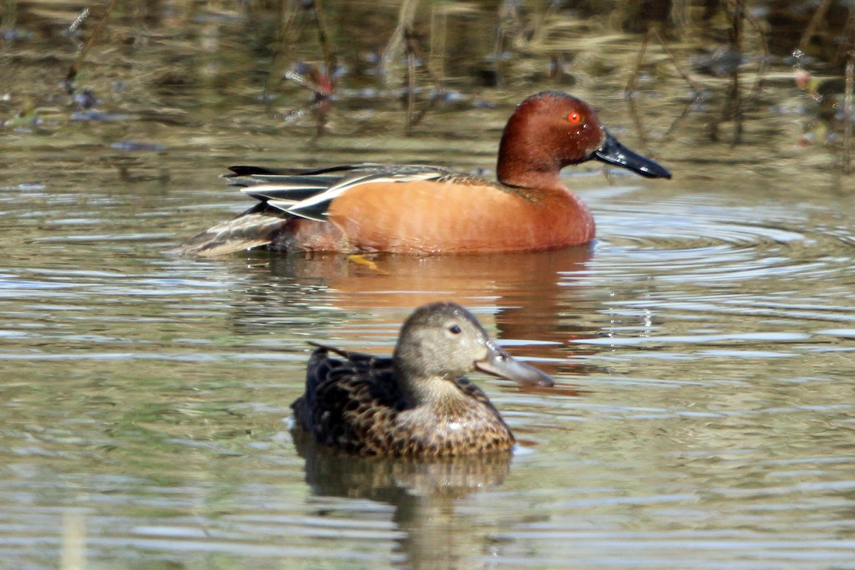 Cinnamon Teal - Jay Rasmussen