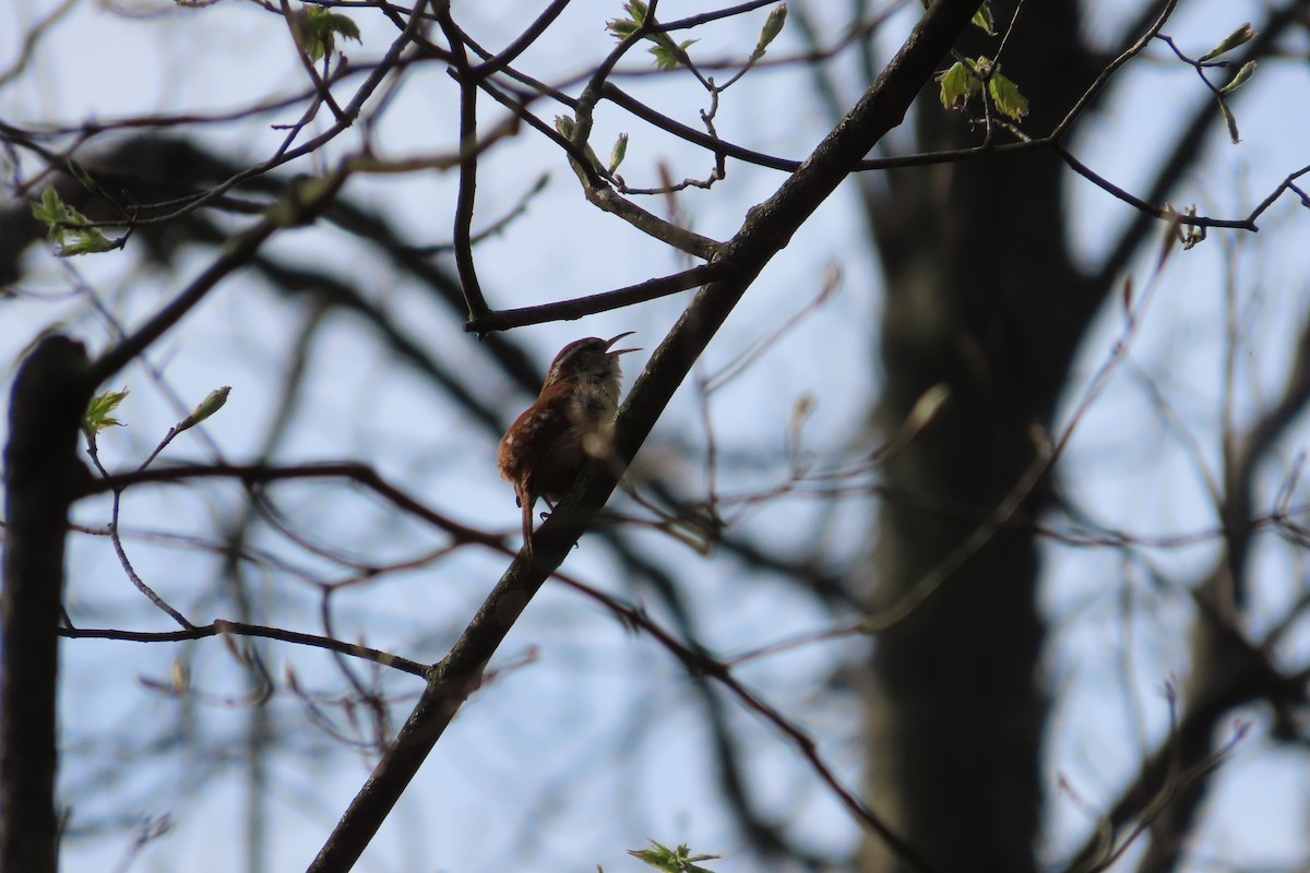 Carolina Wren - ML617484222