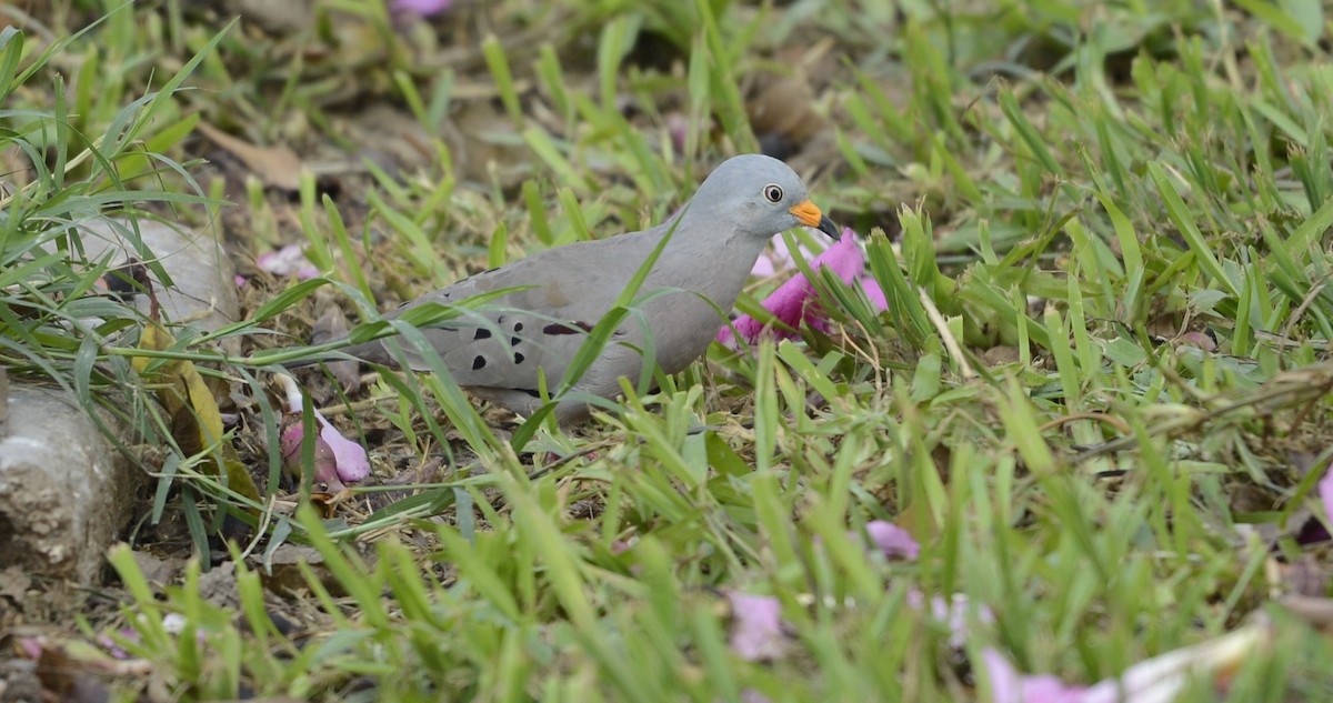 Croaking Ground Dove - Spencer Vanderhoof