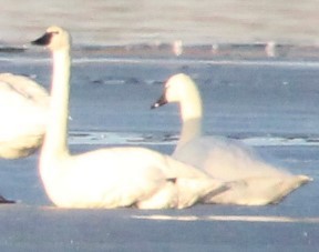 Tundra Swan - Jeff Smith