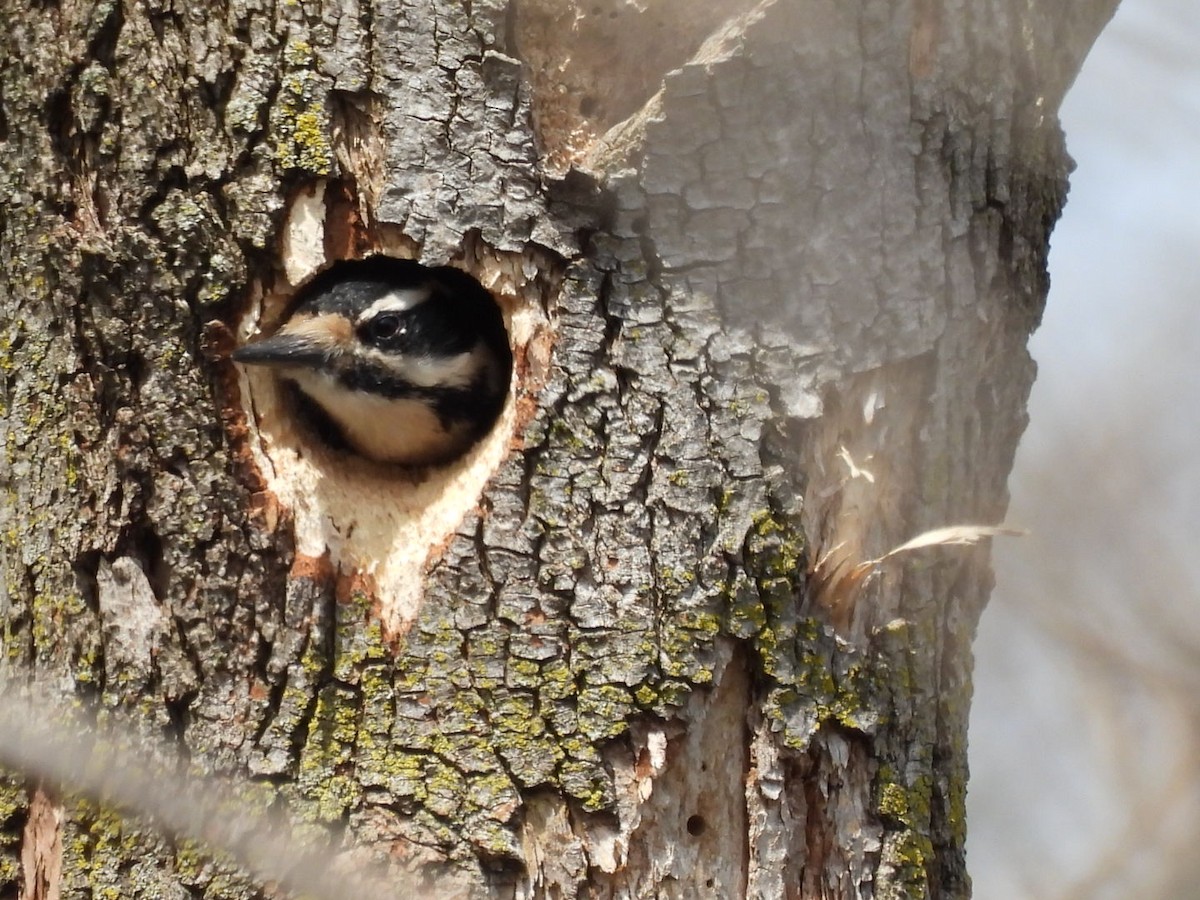 Downy Woodpecker - ML617484246