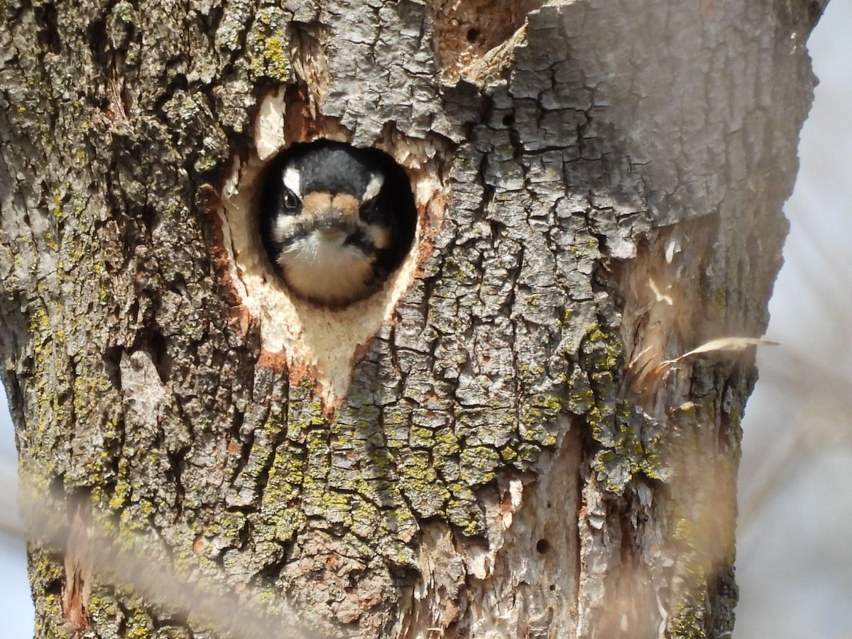 Downy Woodpecker - ML617484247