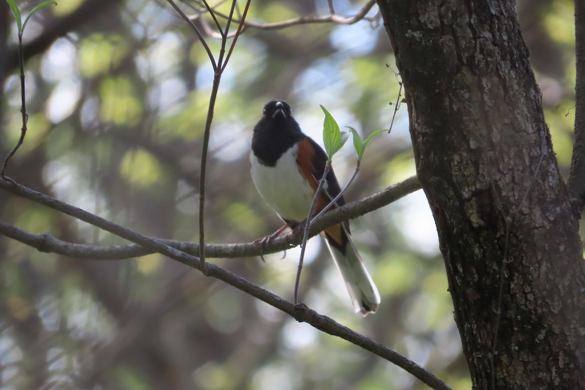 Eastern Towhee - ML617484258