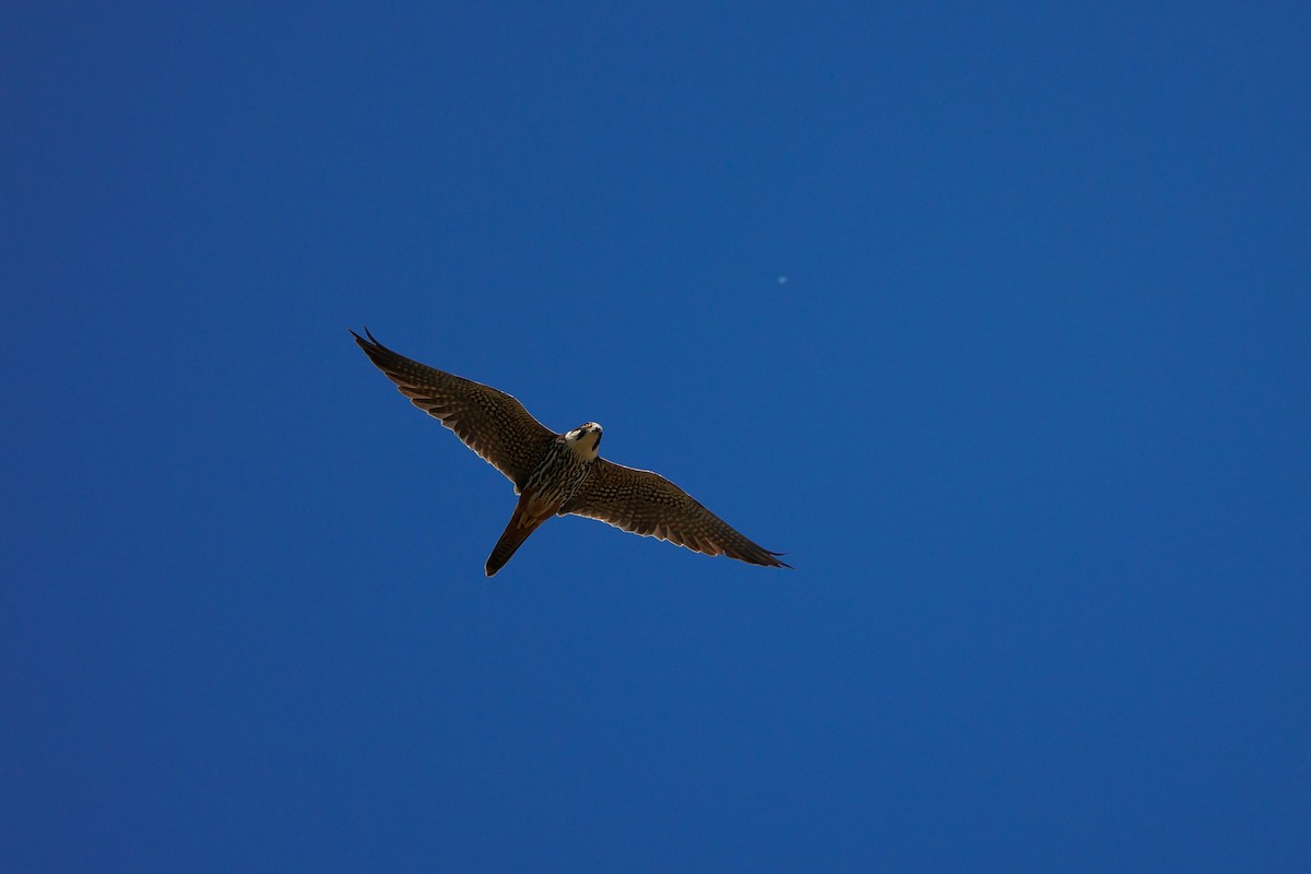 Eurasian Hobby - Giorgi Natsvlishvili