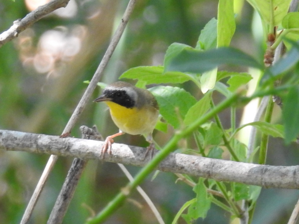 Common Yellowthroat - ML617484268