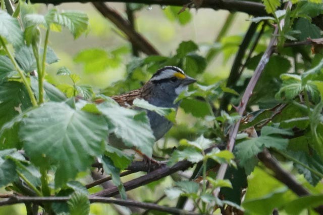 White-throated Sparrow - Harold Erland