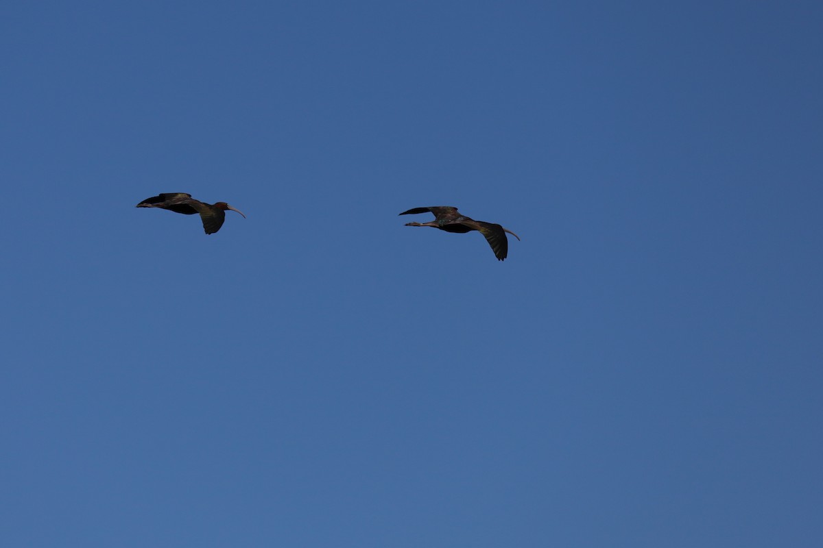 Glossy Ibis - ML617484339