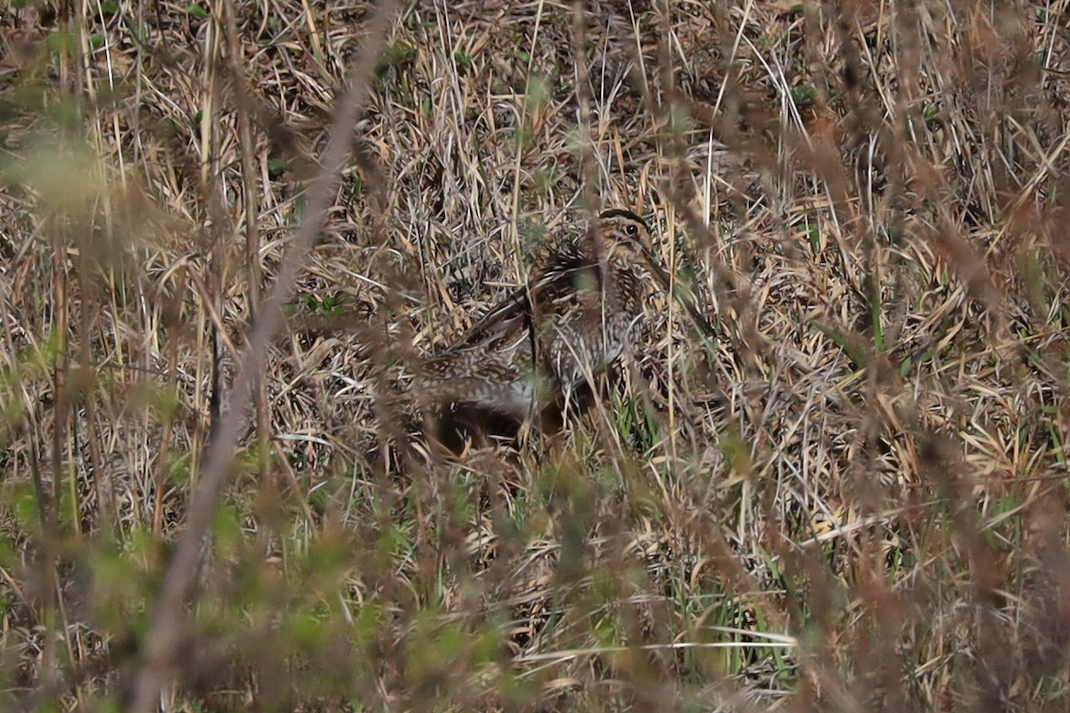 Wilson's Snipe - ML617484348