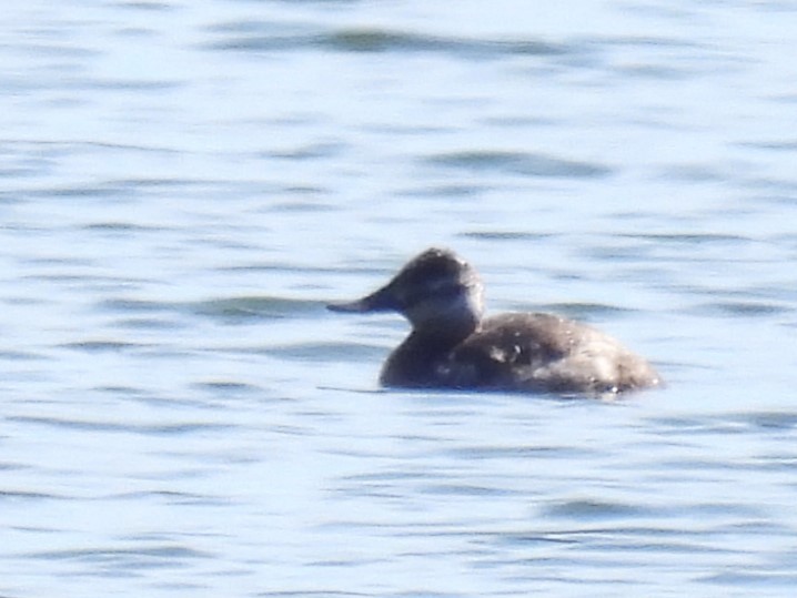 Ruddy Duck - ML617484349