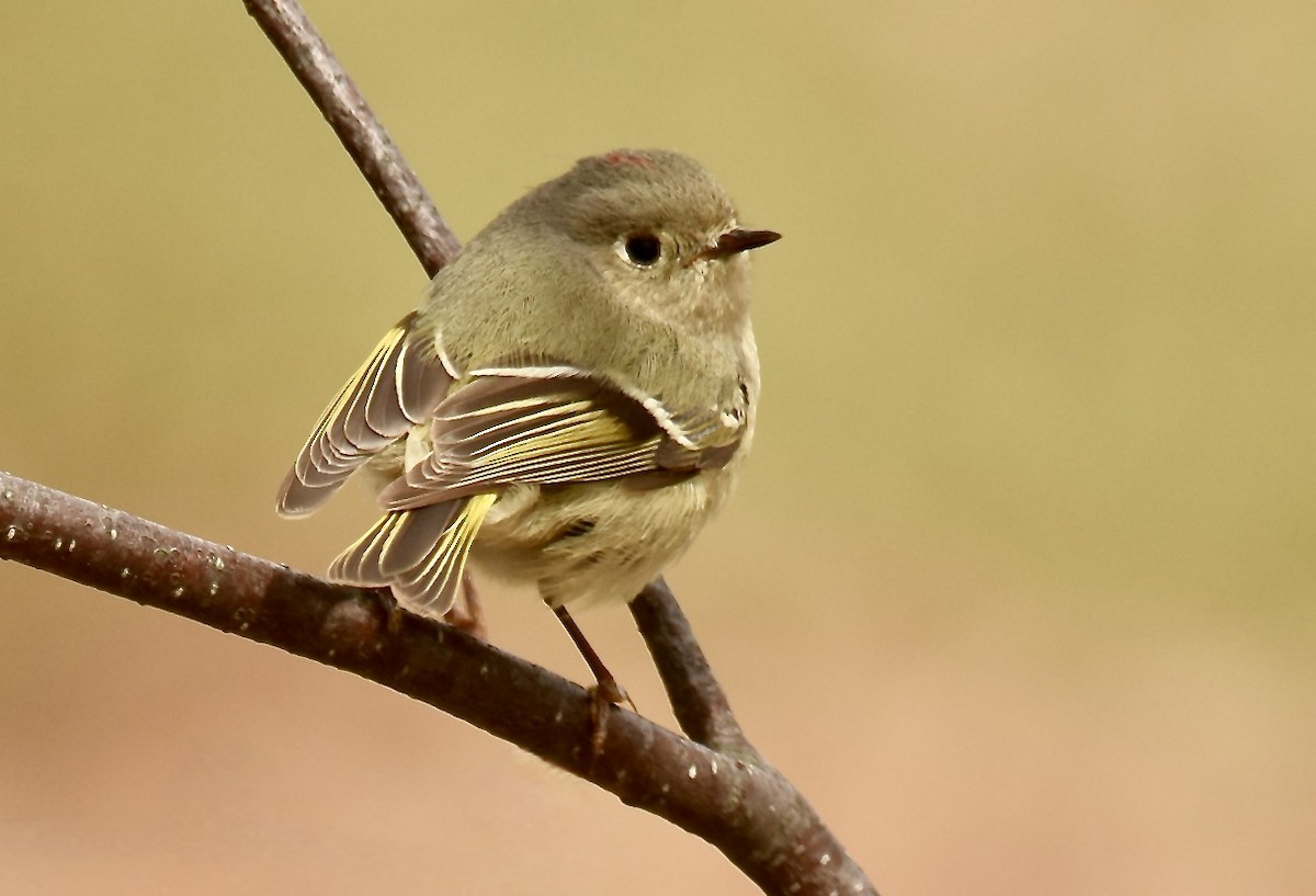 Ruby-crowned Kinglet - ML617484364