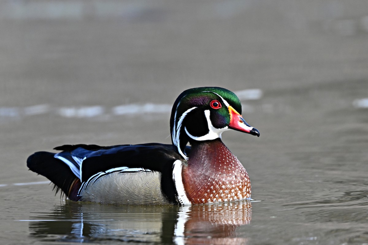 Wood Duck - André Lanouette