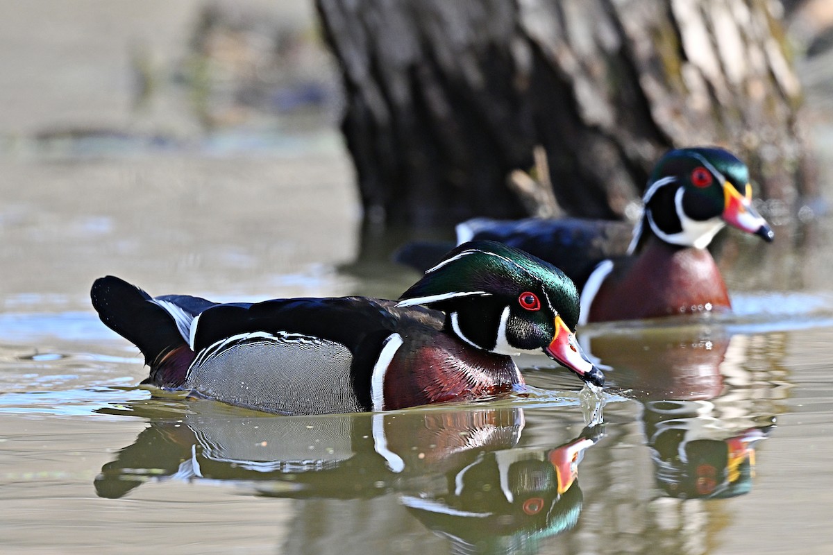 Wood Duck - ML617484367