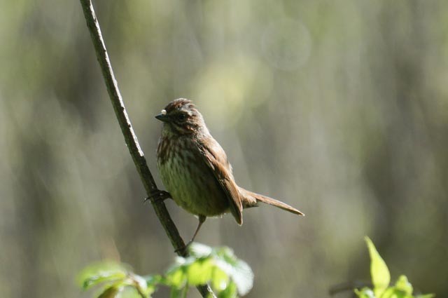 Song Sparrow (rufina Group) - ML617484378