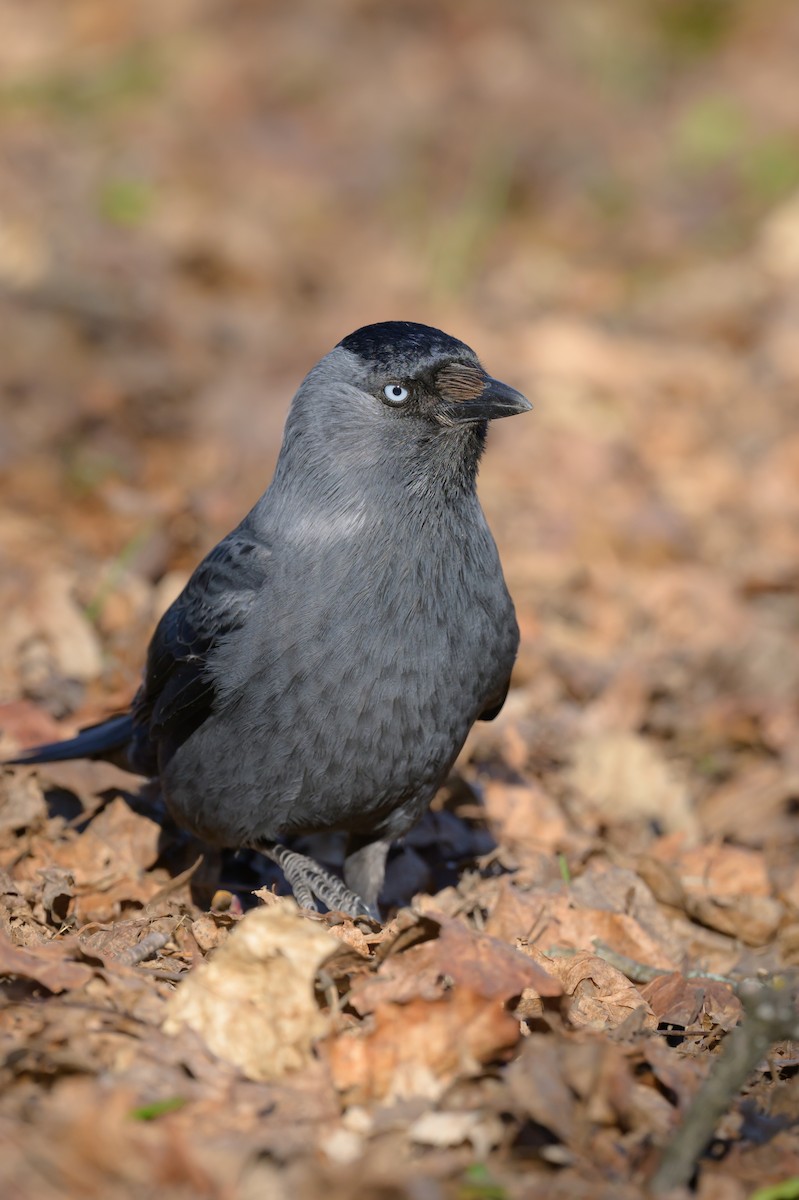 Eurasian Jackdaw - Sonu Lukose