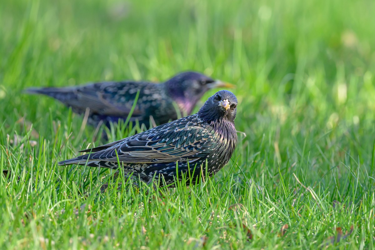 European Starling - Sonu Lukose