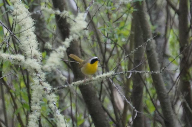 Common Yellowthroat - Harold Erland