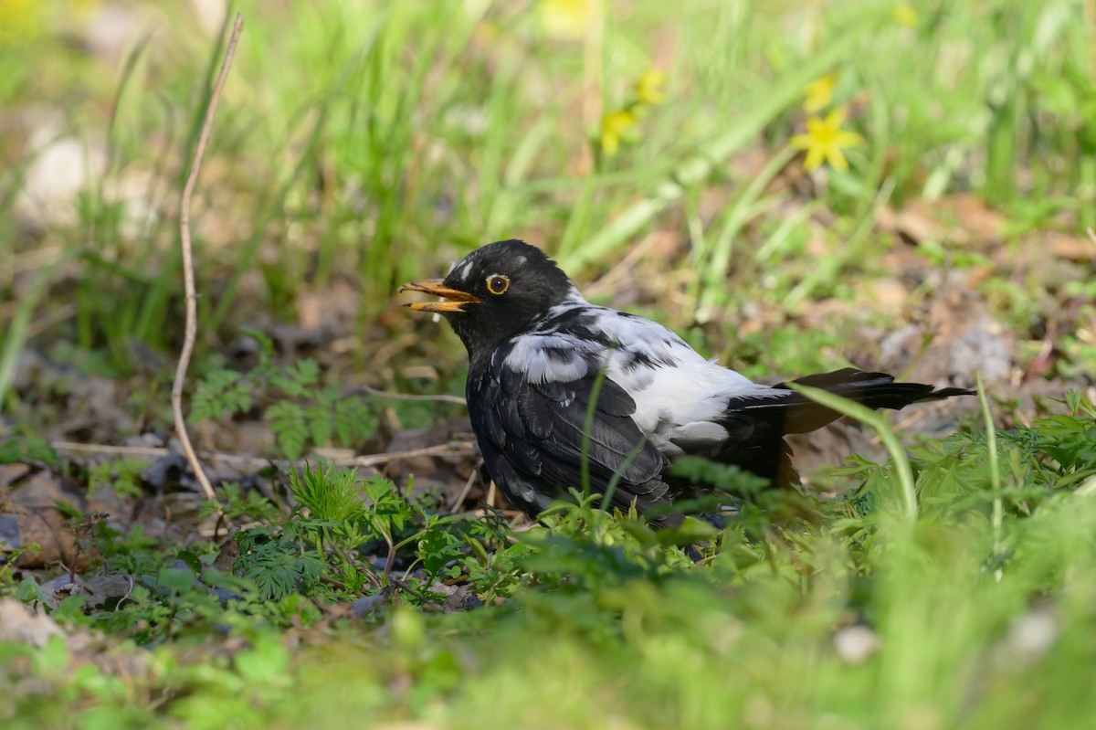 Eurasian Blackbird - Sonu Lukose