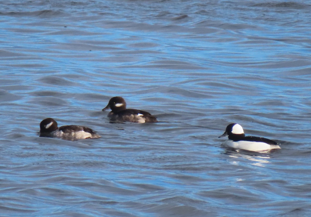 Bufflehead - Chantal Labbé