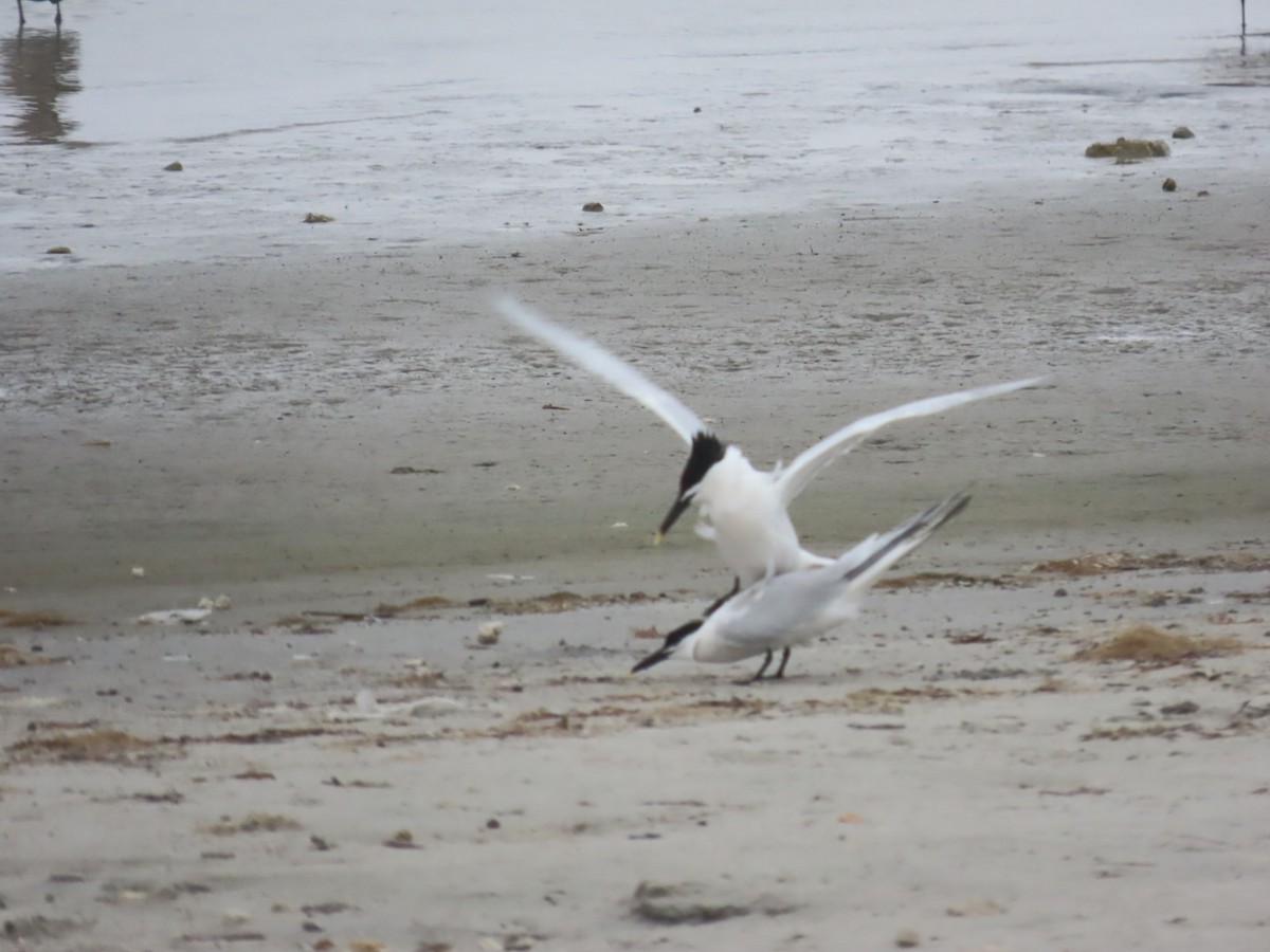 Sandwich Tern - Diane Roberts