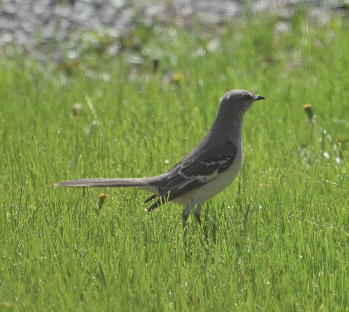 Northern Mockingbird - ML617484496