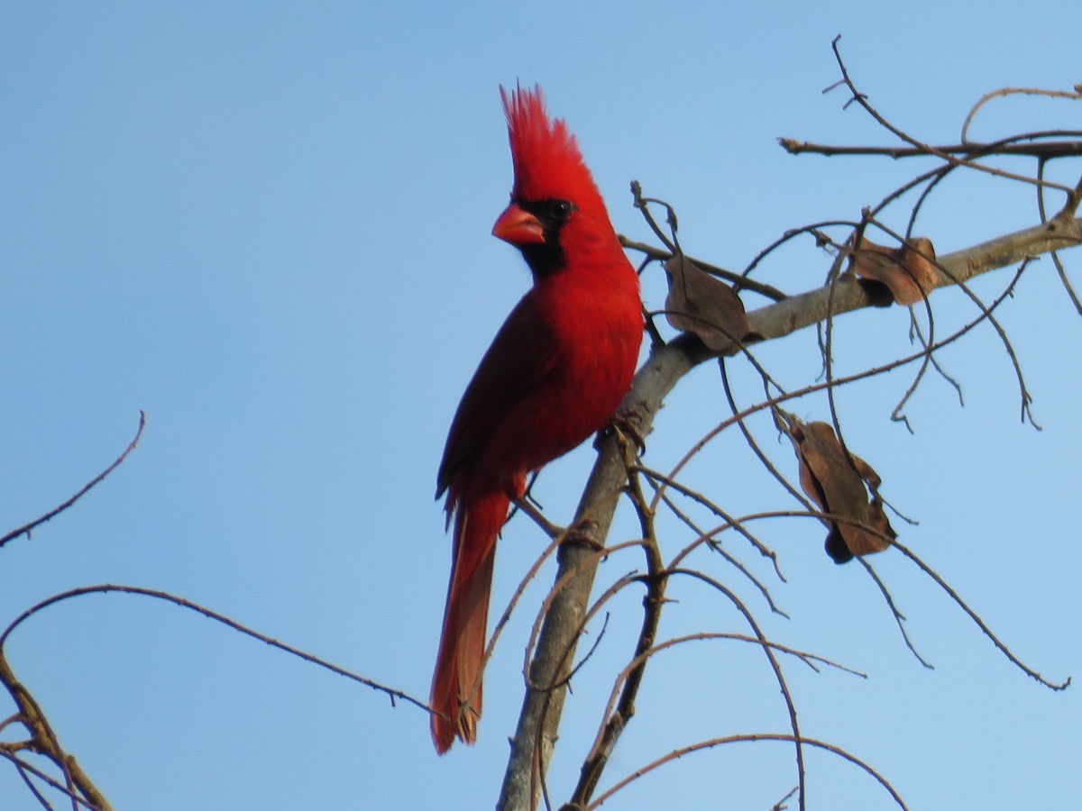 Northern Cardinal (Long-crested) - ML617484498