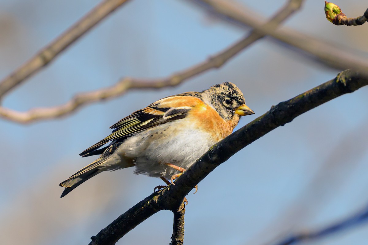 Brambling - Sonu Lukose