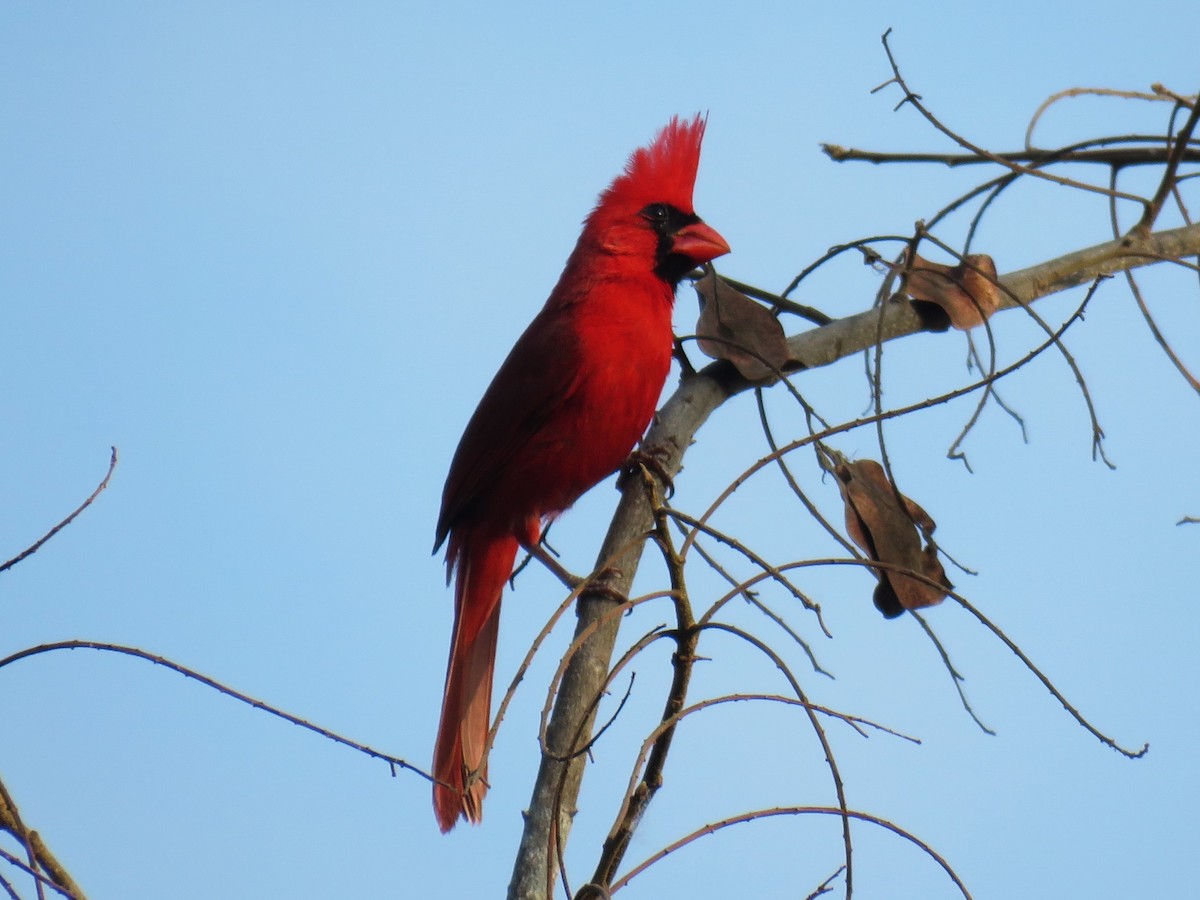 Northern Cardinal (Long-crested) - ML617484532
