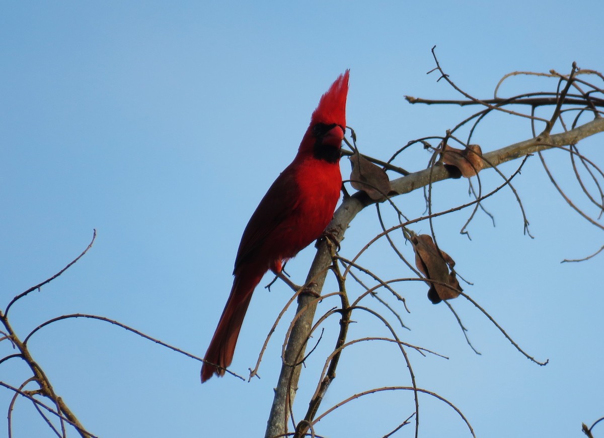 Northern Cardinal (Long-crested) - ML617484533