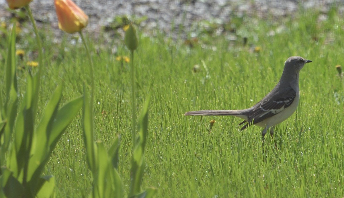 Northern Mockingbird - ML617484543