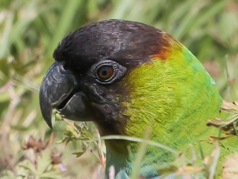 クロガミインコ - ML617484571