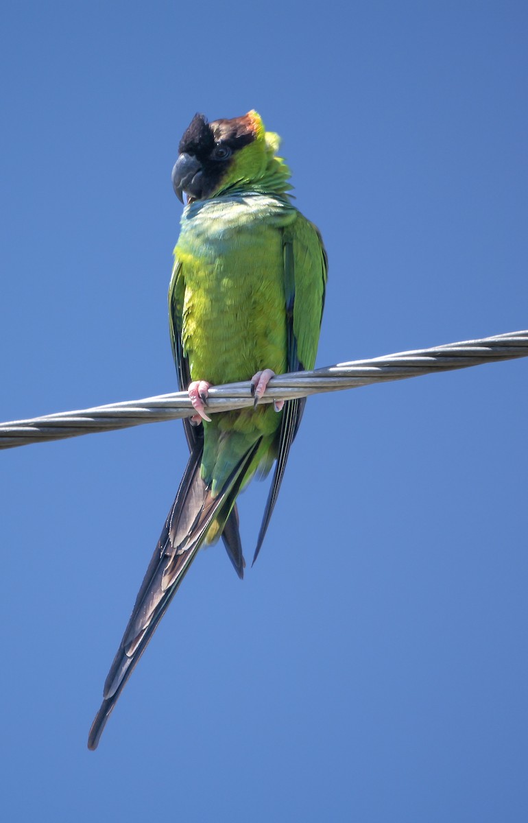 Nanday Parakeet - ML617484574