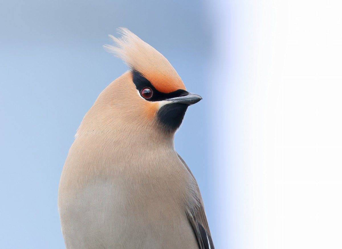 Bohemian Waxwing - ML617484585