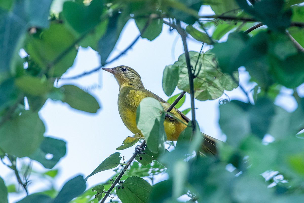 Golden Greenbul - Neil Hayward