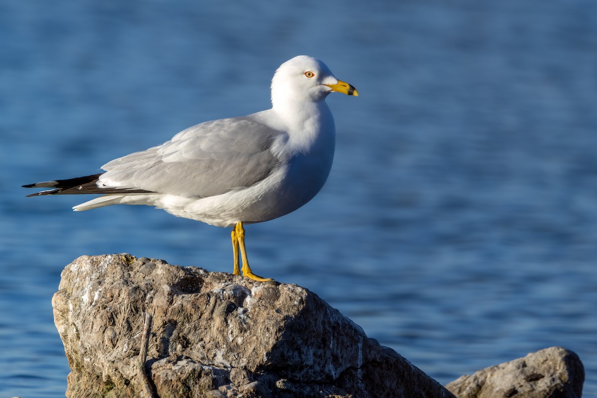 Ring-billed Gull - ML617484601