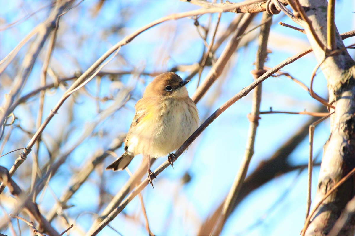 Yellow-rumped Warbler - ML617484664