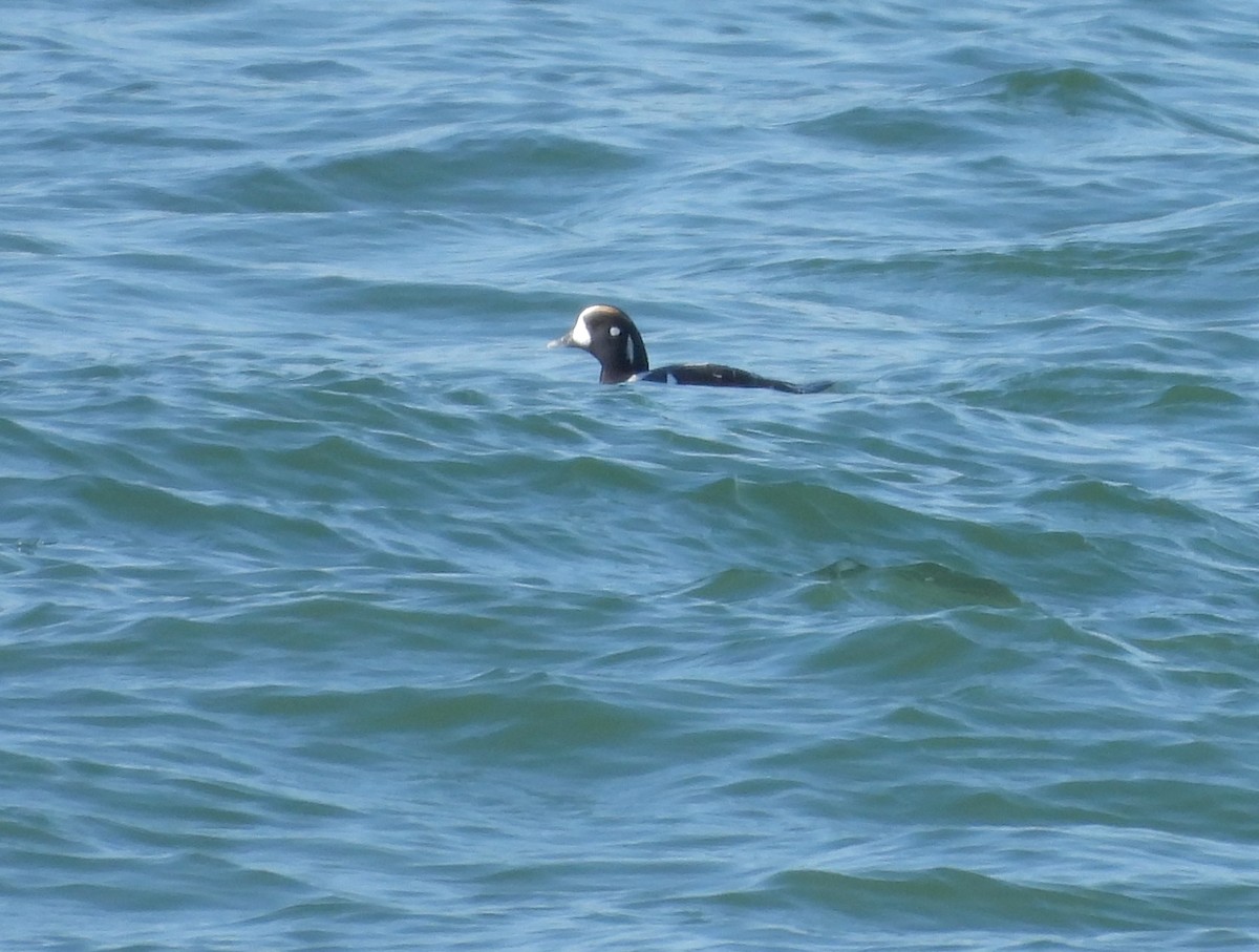 Harlequin Duck - Rudyard Wallen