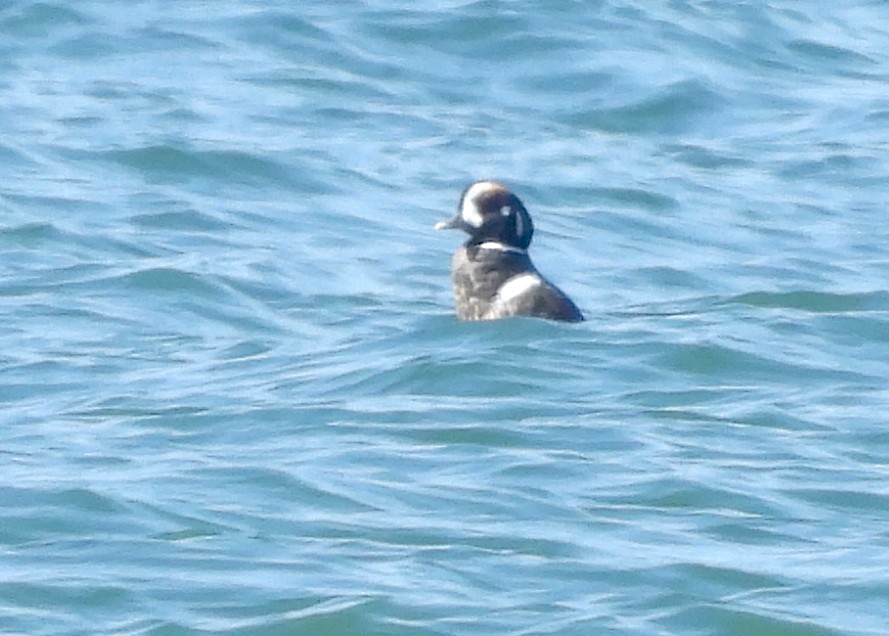 Harlequin Duck - Rudyard Wallen